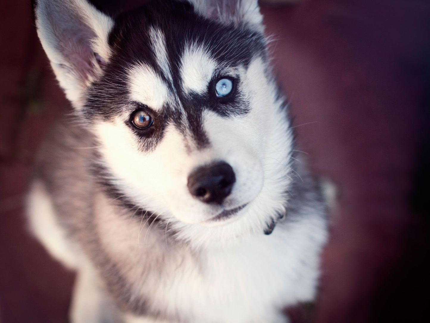 Siberian Husky